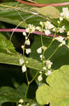 Fringed black bindweed